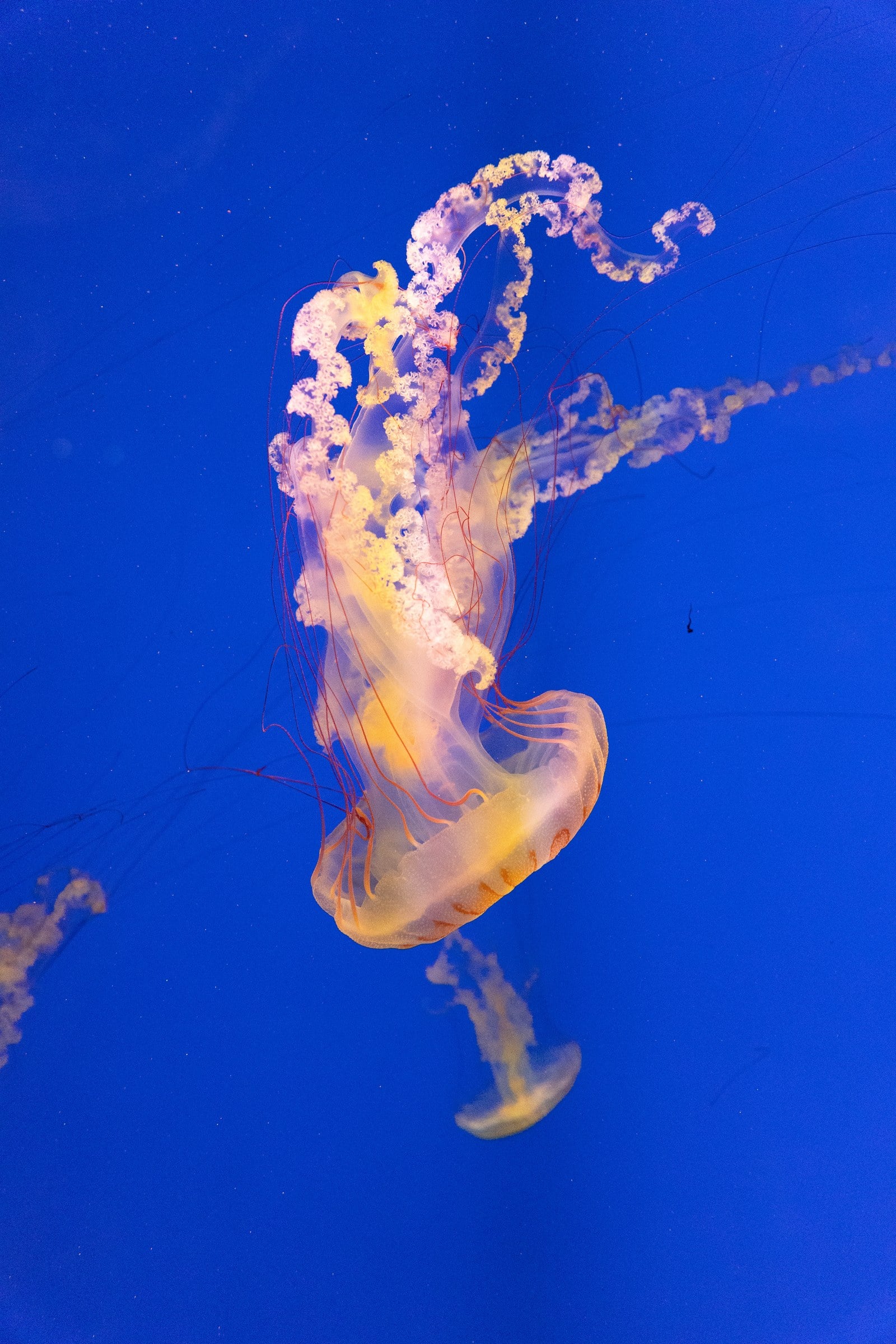 An orange jellyfish drifting against a vivid blue background.