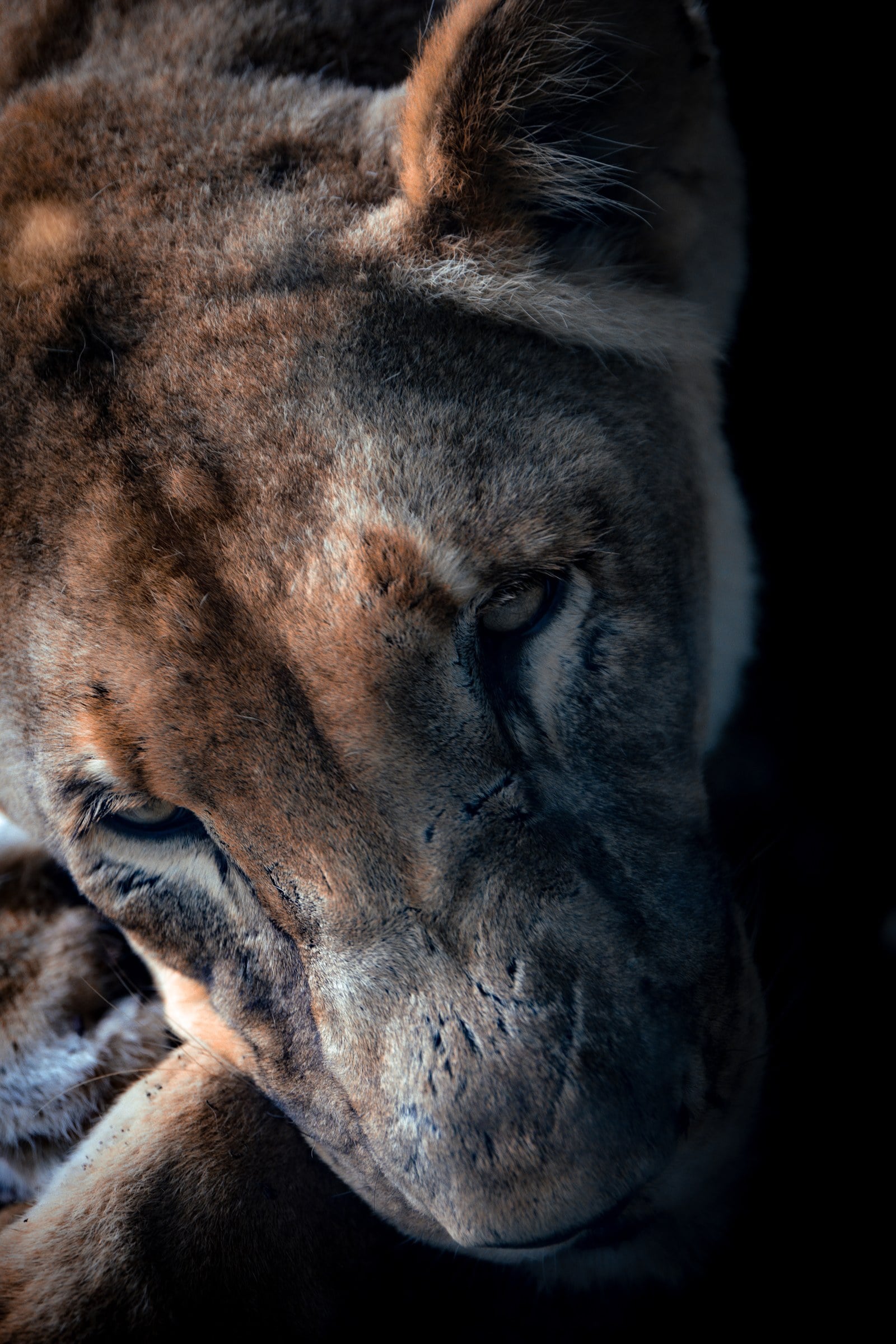 A close view of a lion resting in dappled light.