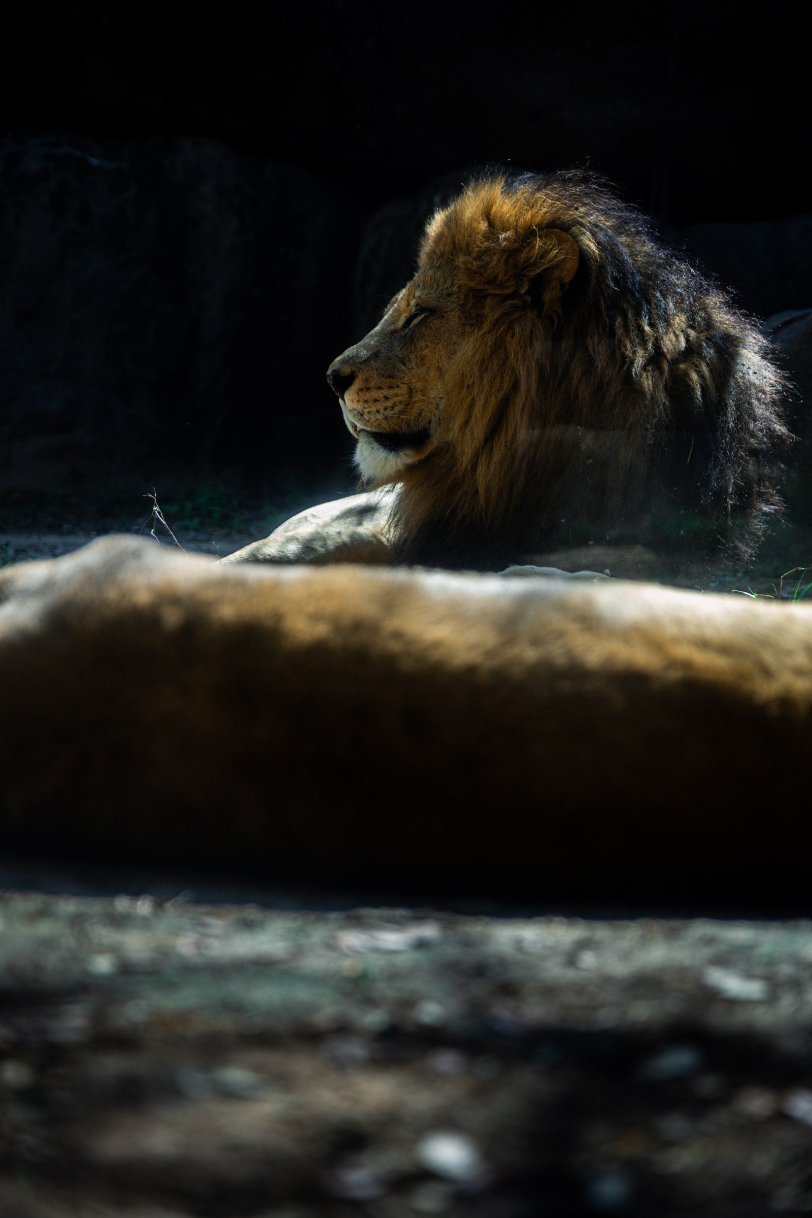 A lion resting in profile on a rock in a dark enclosure.