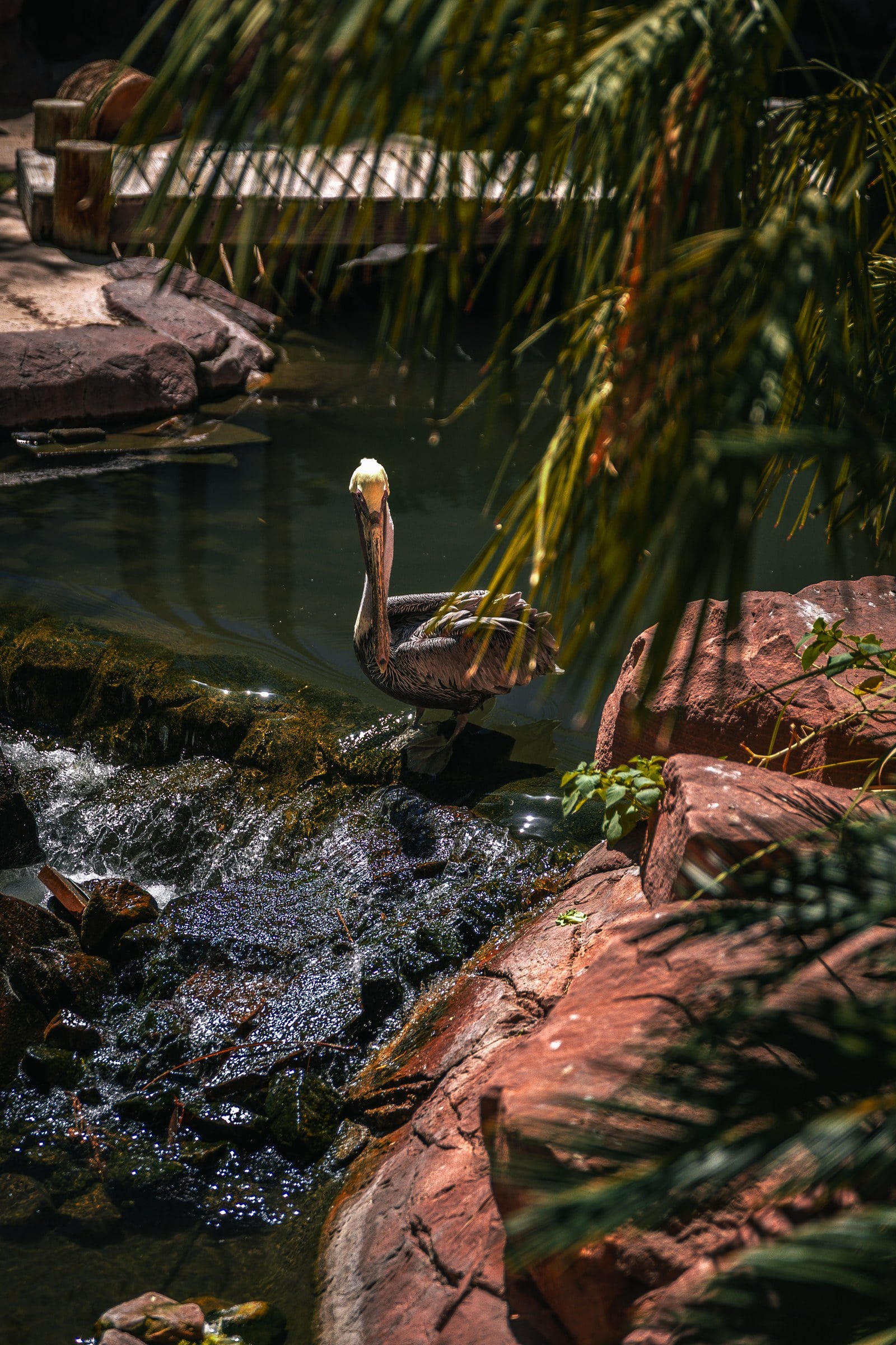 A pelican beside flowing water, rocks, and overhanging foliage.
