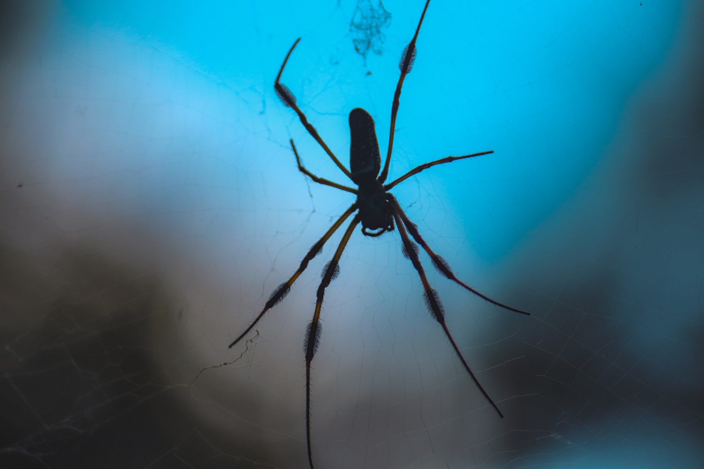 A spider silhouetted on its web against a soft blue background.