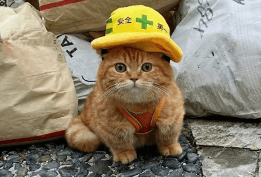 cat in a construction hat